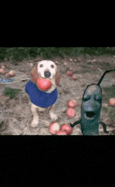 Dog plankton