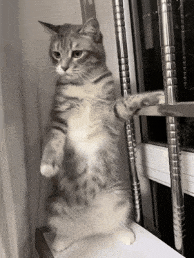 Cute cat