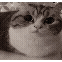 Cat kaboom