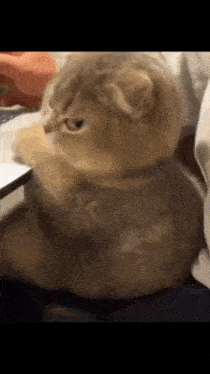 Cat side eye