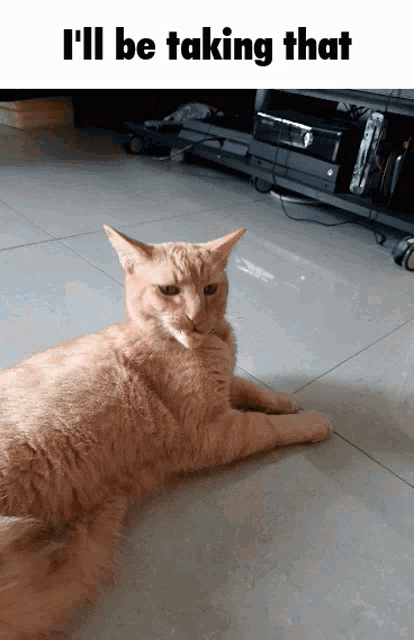 Taking cat